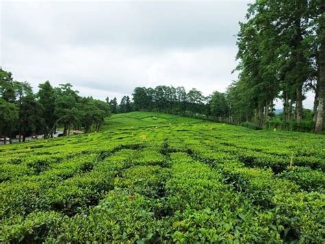 Tea gardens: Significance, benefits