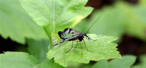 Order Mecoptera - Scorpionflies — Coke Smith Wildlife