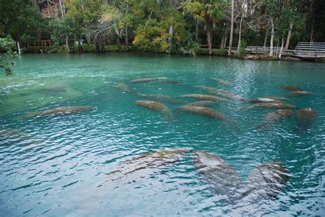 Homosassa Springs Wildlife State Park in Homosassa | Florida - on FamilyDaysOut.com