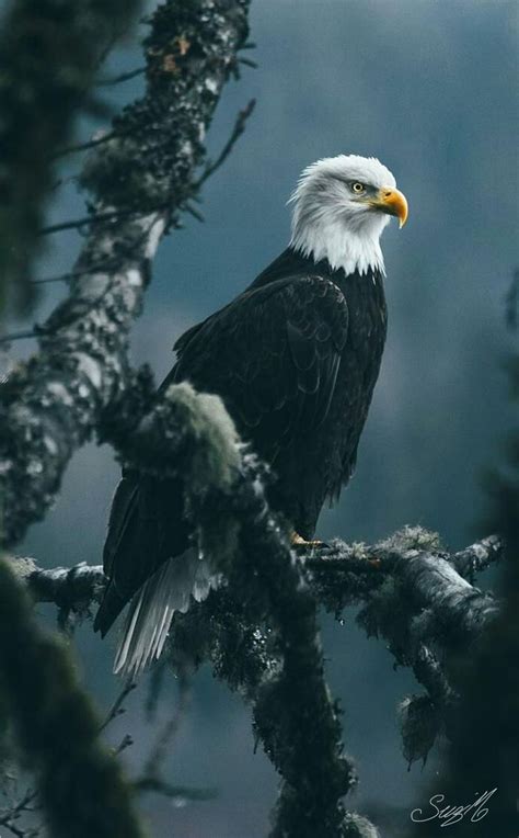 Majestic Eagle | Eagle pictures, Wild animal wallpaper, Eagle wallpaper