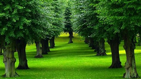 Download 1920x1080, Beautiful Nature Photos With Trees And Grass - Trees Hd for desktop or mob ...