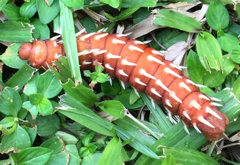 Cabbage Tree Emperor Moth Caterpillars from the Ivory Coast - What's ...