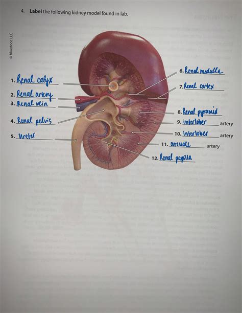 Anatomy Kidney Renal Artery Renal Vein And Ureter - vrogue.co