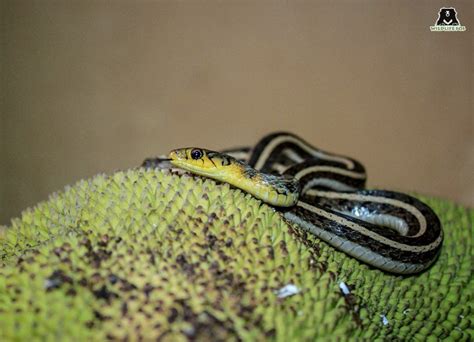 Venomous Snakes Of India - Wildlife SOS