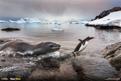 Hungry leopard seal chasing a penguin onto shore : natureismetal