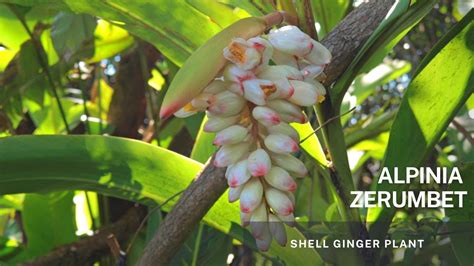 Alpinia Zerumbet - Shell Ginger Plant - Learn Propagation through its Rhizome and Tips on Plant ...