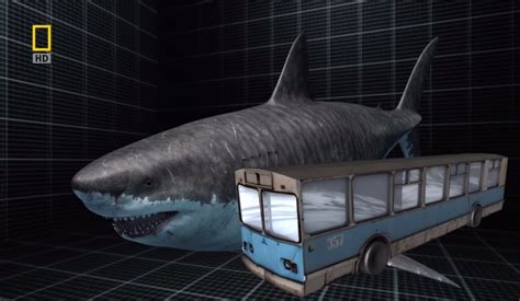 Largest Megalodon Fossil? - General Fossil Discussion - The Fossil Forum