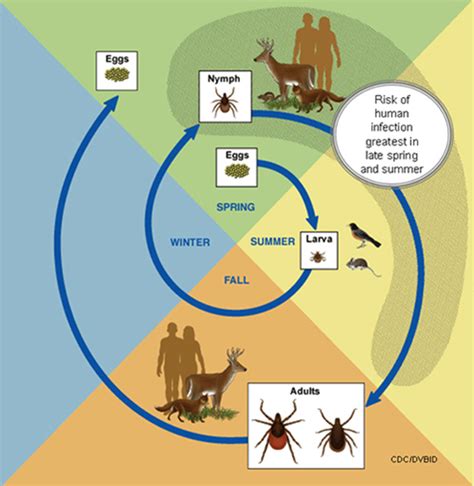 Tick Tracker