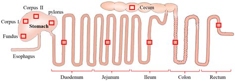 Duodenum Jejunum Ileum Histology