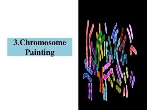 Ppt on karyotyping, chromosome banding and chromosome painting.