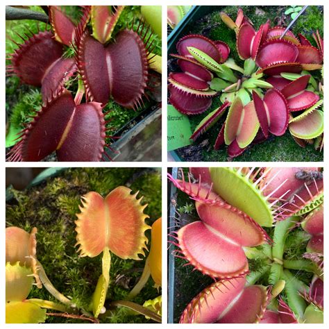 Venus Flytrap Mixed Cultivars and Clones 10+ Seeds – Carnivorous Plant Store