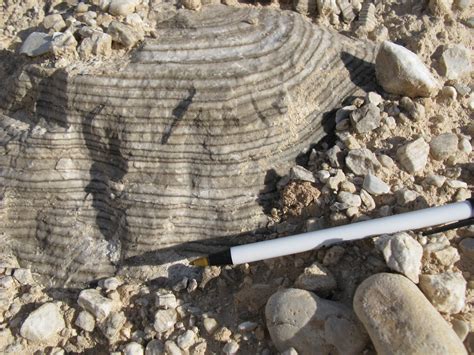 MarsSed 2010 Field Trip Day 1: Guadalupe Mountains and Evaporites | The ...