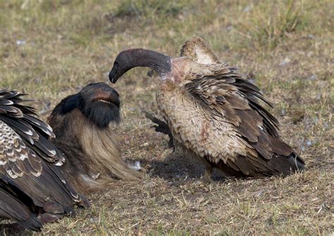 Vultures eating a rotting carcass - Kenya | It is surprising… | Flickr