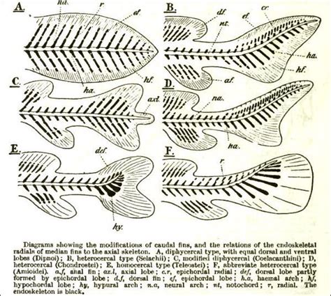 Fish tail reference. A comparison of various different skeletal structures of fish tails ...