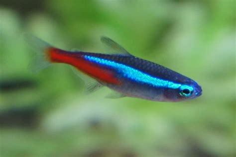 Neon Tetra 101: Care, Diet, Tank Size, Tank Mates, & More