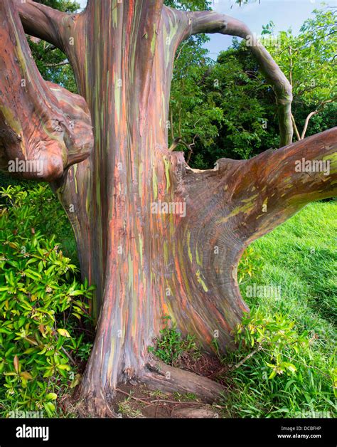 Rainbow Eucalyptus Tree (Eucalyptus Deglupta Stock Photo - Alamy