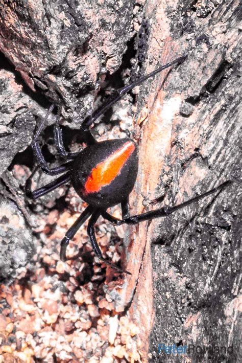 Redback Spider - Peter Rowland Photographer & Writer