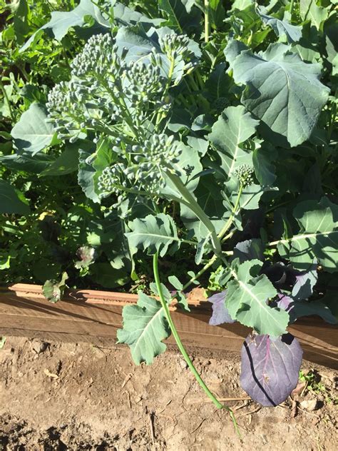 what is the right time for harvesting broccoli? - Gardening ...