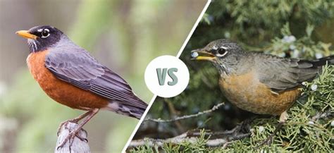 Male vs. Female Robins: How to Tell the Difference - Optics Mag