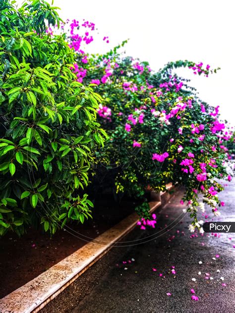 Image of Flower Plants on Road Side-QC730221-Picxy