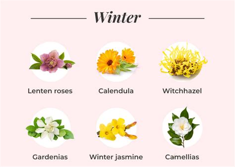 What Flowers Are In Season? A Seasonal Flower Guide