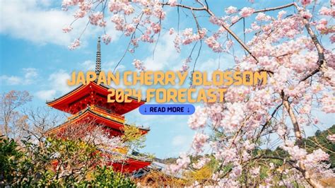 Cherry Blossom Season Japan 2024 Forecast - Aloise Annmaria