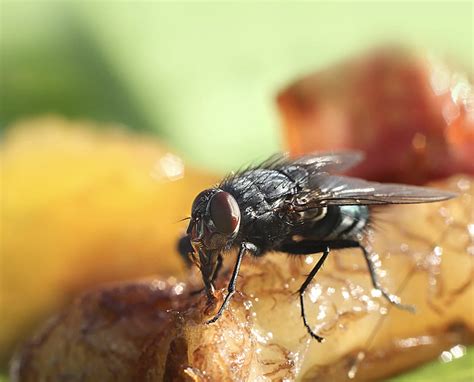 Why Fruit Flies Are Invading Your Restaurant – And How To Get Rid of Them – Fruit Fly BarPro ...