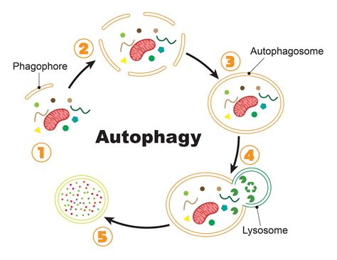 Lysosome - the cell’s recycling center - definition, structure, function, and biology