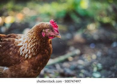 10,032 Free Range Chicken Coop Images, Stock Photos & Vectors | Shutterstock