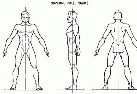 Ref Anatomy | Human body drawing, Human male, Human