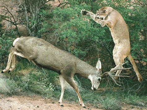 Mountain Lion Attacking a Mule Deer | Hunting