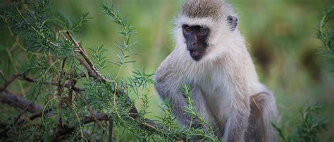 Vervet Monkey | African Wildlife Foundation