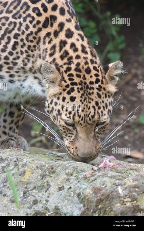 Leopard Eating 04 Stock Photo - Alamy