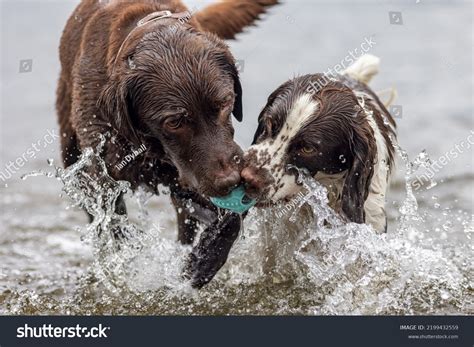 85,899 Dog Playing Water Images, Stock Photos & Vectors | Shutterstock