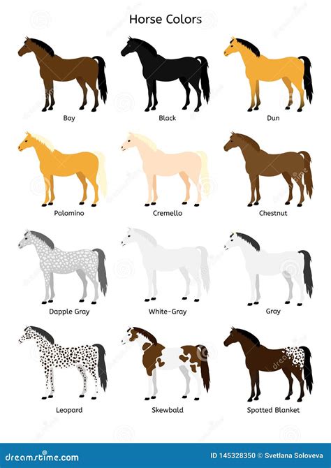 Vector Flat Cartoon Collection Set of Different Horse Colors on White Background Stock Vector ...