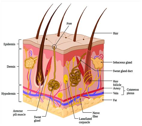 Schematic representation of basic human skin anatomy depicting the... | Download Scientific Diagram