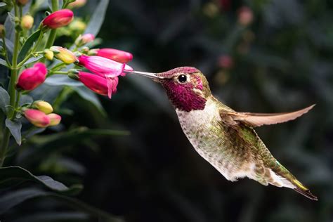 Sipping on nectar: Hummingbirds consume a surprising amount of alcohol - Earth.com