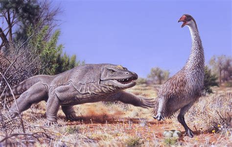 Prehistoric humans helped kill off this giant Australian bird | Science | AAAS