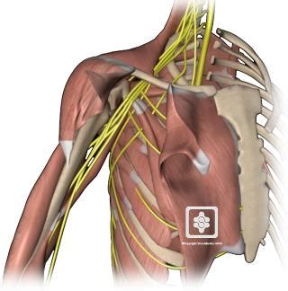 Nerves of the Shoulder | ShoulderDoc