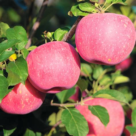 Fuji Apple Tree – Green Thumbs Garden