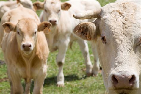 6 Livestock Management Tips for Small Scale Farmers | UrbanFarmU