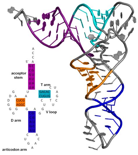 RNA | Biomacromolecular structures