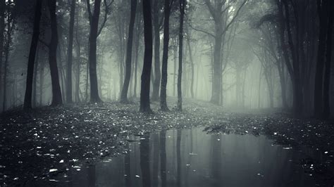 Spooky Forest Wallpaper (68+ images)