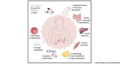 Gut microbiota manipulation by antibiotics may not affect metabolism of ...