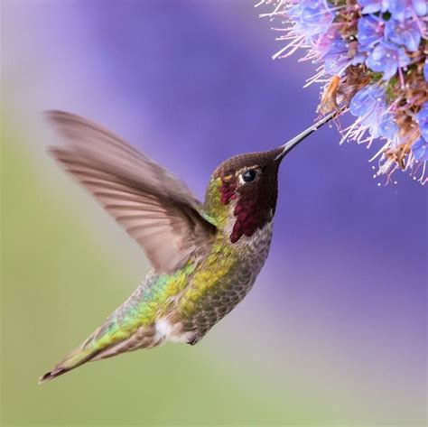 Anna's Hummingbird in flight with purple flower | Cute animals, Birds in flight, Birds