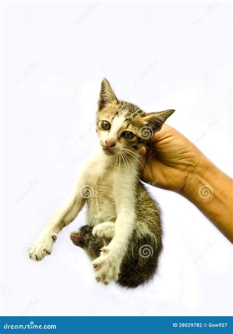 Picking A Stray Cat Stock Photography - Image: 28029782