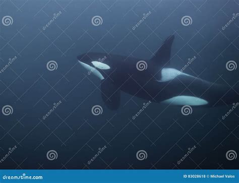 Orca Underwater stock photo. Image of color, aquatic - 83028618