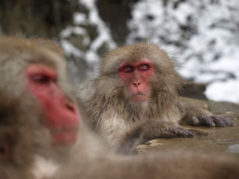 Snow Monkeys of Nozawa Onsen - Nozawa Holidays