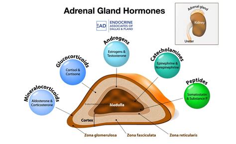 Adrenal Gland Disorders in 2020 | Adrenal gland hormones, Adrenal ...