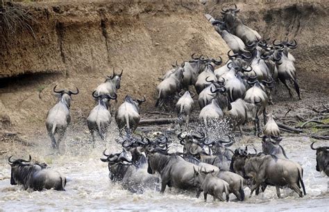 The Great Mara River Crossing | Amusing Planet